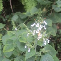 <i>Teucrium heynei</i>  V.S.Kumar & Chakrab.